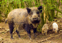 100 de mistreți au murit în pădurile Aradului de gripă porcină