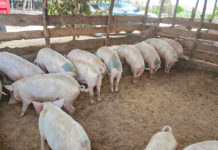 Anunțuri mascate de vânzare a porcilor în Arad, supiciuni ca provin din focarele cu pestă porcină