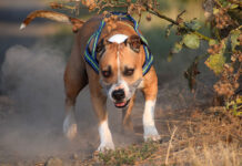 O femeie din Arad a ajuns la Urgență după ce a fost mușcată de doi câini Amstaff care au scăpat dintr-o curte