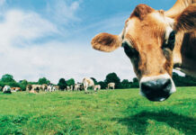 60 de vaci ţinute doar sub cerul liber, în noroi, găsite de autorități în Arad. Ferma improvizată riscă să rămână fără autorizația care îi permite accesarea de fonduri europene