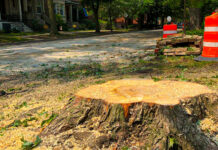 Continuă tăierea copacilor bolnavi din Arad