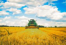 An agricol contrastant în Arad: record la grâu și dezastru la porumb