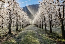 Sprijin financiar de urgență pentru livezile afectate de îngheț: cererile se depun până pe 9 martie 2026