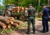 Pădurar din Arad, pus sub control judiciar după un furt de lemn de peste 10.000 de lei